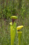 Yellow pitcherplant